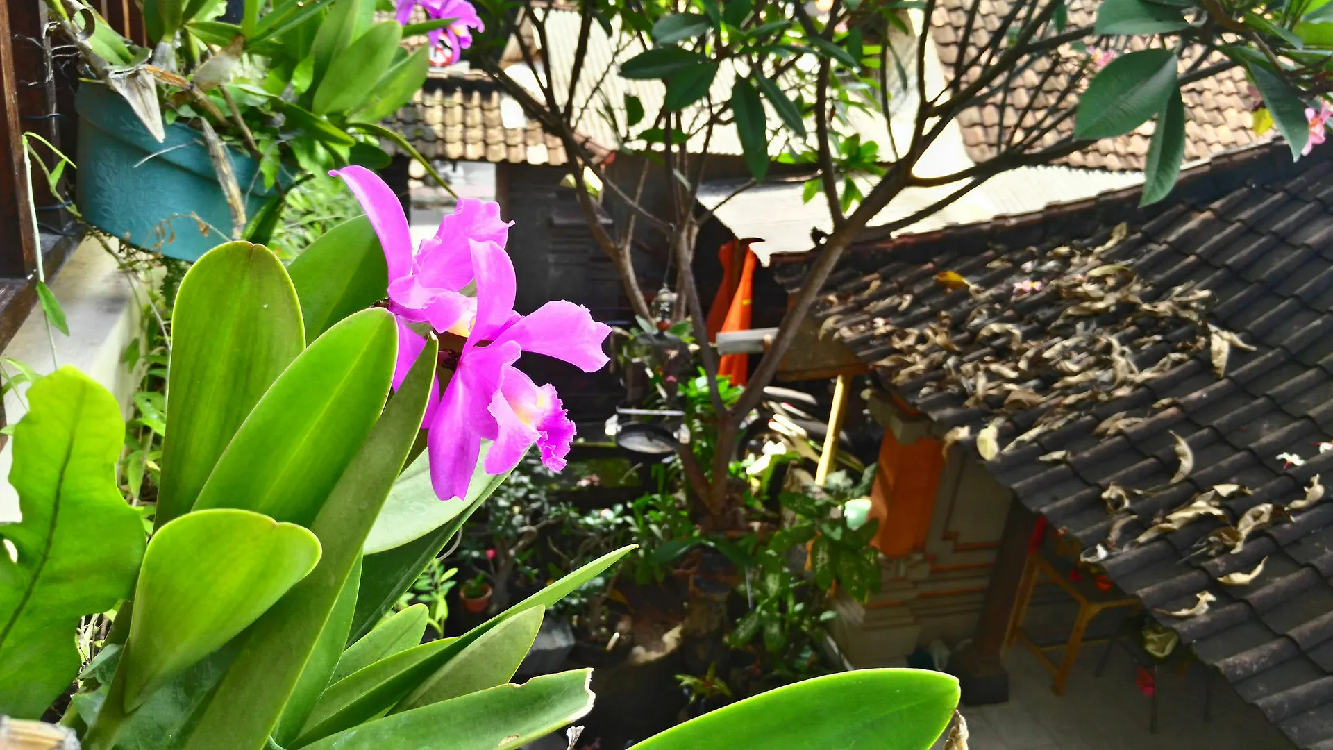 Nyoman Badri Homestay Ubud Nocleg ze śniadaniem